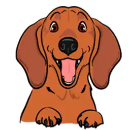 Adorable Weenie Dachshund Dog